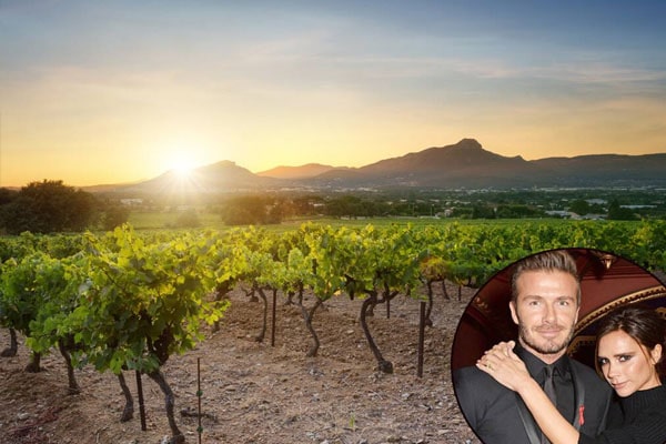 David Beckhm gifted his wife winery